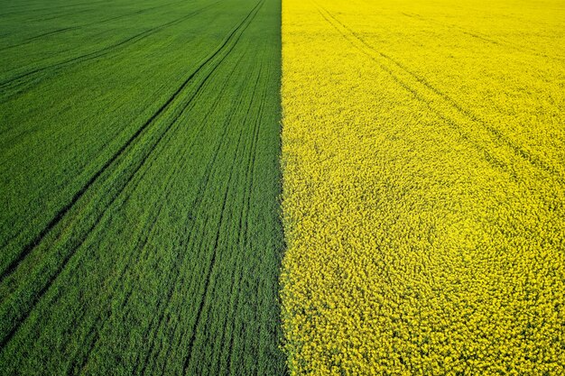 Кевін Сміт